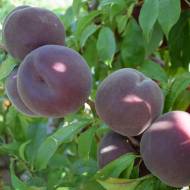 Саджанець Персик Рубіновий принц